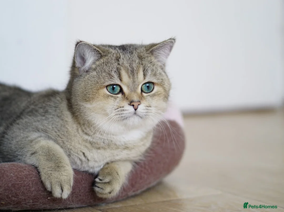 British Shorthair cats for sale: BSH reg kittens, Silver & Gold - Advert 4