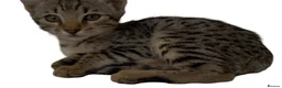 Bengal cats for sale: Stunning Snow Sepia Bengal x Savannah Kitten  - Advert 4