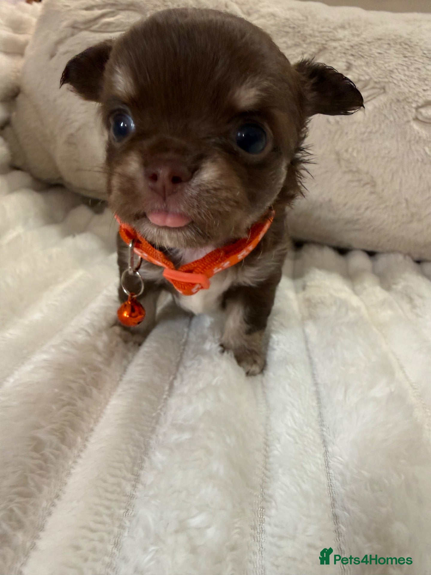 Chihuahua dogs for sale: Stunning litter of chihuahua babies!  - Advert 1