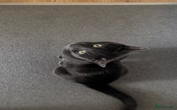 Chartreux cats for stud: Handsome BSH mix for Stud  in London - Image 3