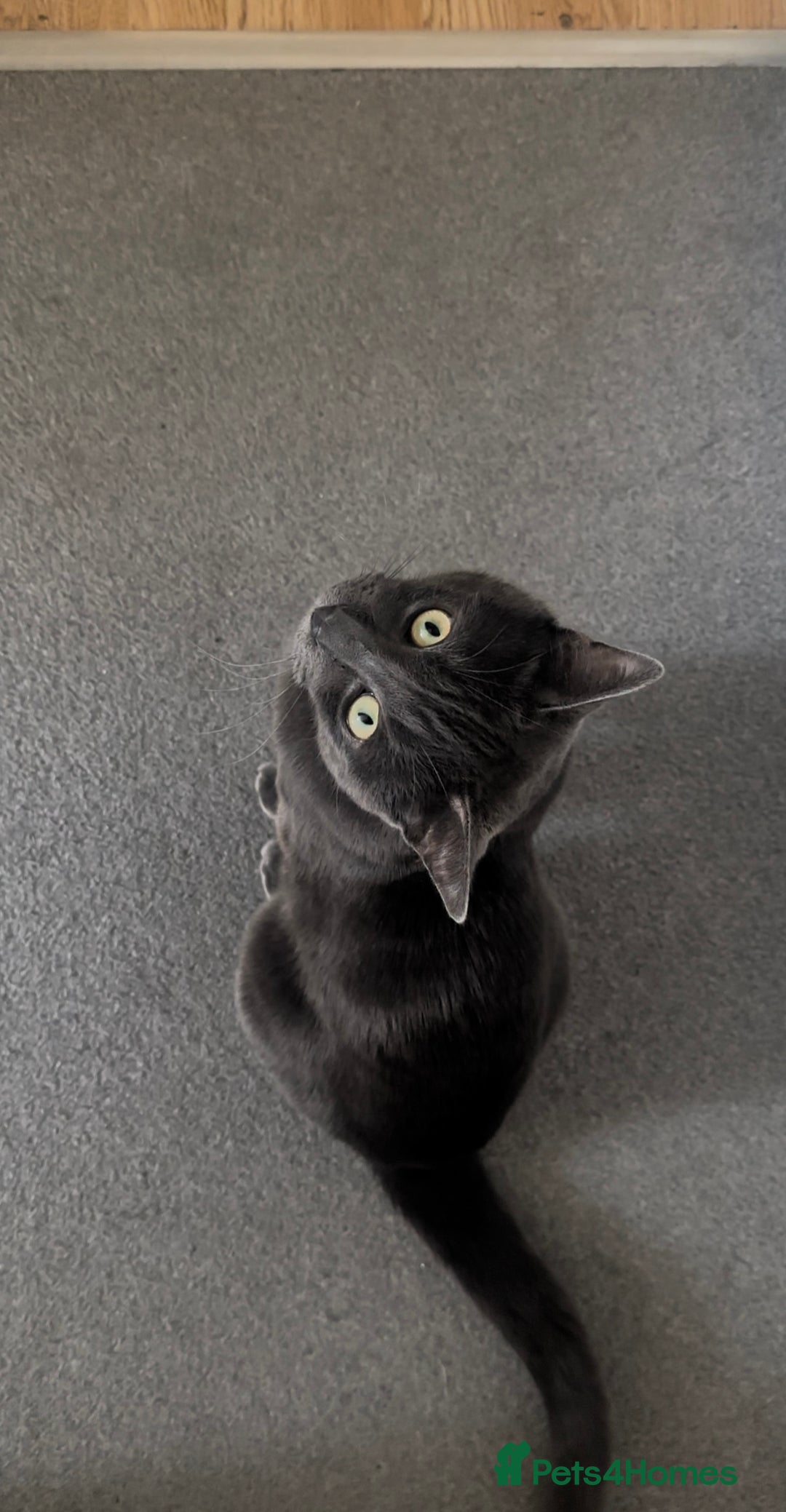 Chartreux cats for stud: Handsome BSH mix for Stud  in London - Image 3
