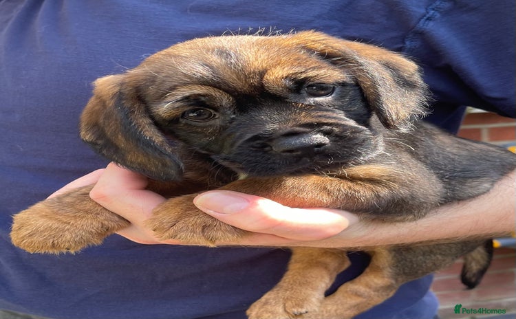 Mixed Breed dogs - Advert 1