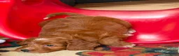 Cockapoo dogs for sale: READY NOW Last cheeky boy available - Advert 17