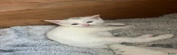 British Shorthair cats for sale: READY TO LEAVE BRITISH SHORTHAIR KITTENS  - Advert 9