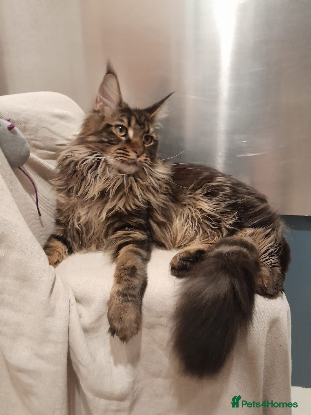 Maine Coon cats for sale: black/brown classic tabby MaineCoon Girl TICA reg - Advert 7