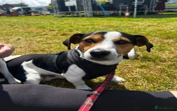 Jack Russell dogs for stud: Miniature Jack Russell - ready as stud  - Image 6