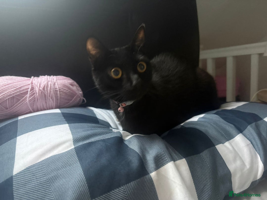 British Shorthair cats for sale: Black British Shorthair - Advert 4