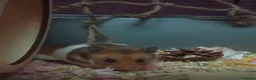 Hamster rodents for sale: Female Syrian  - Advert 2