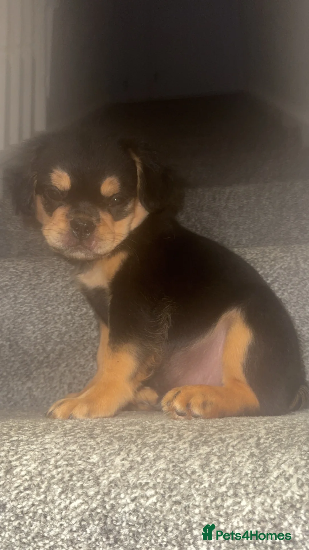 French Bulldog dogs for sale: Stunning frenchies  - Advert 5