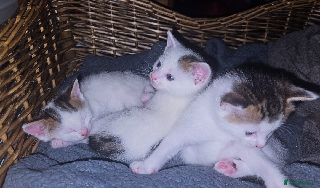 Mixed Breed cats for sale: mixed babies for sale  - Advert 5