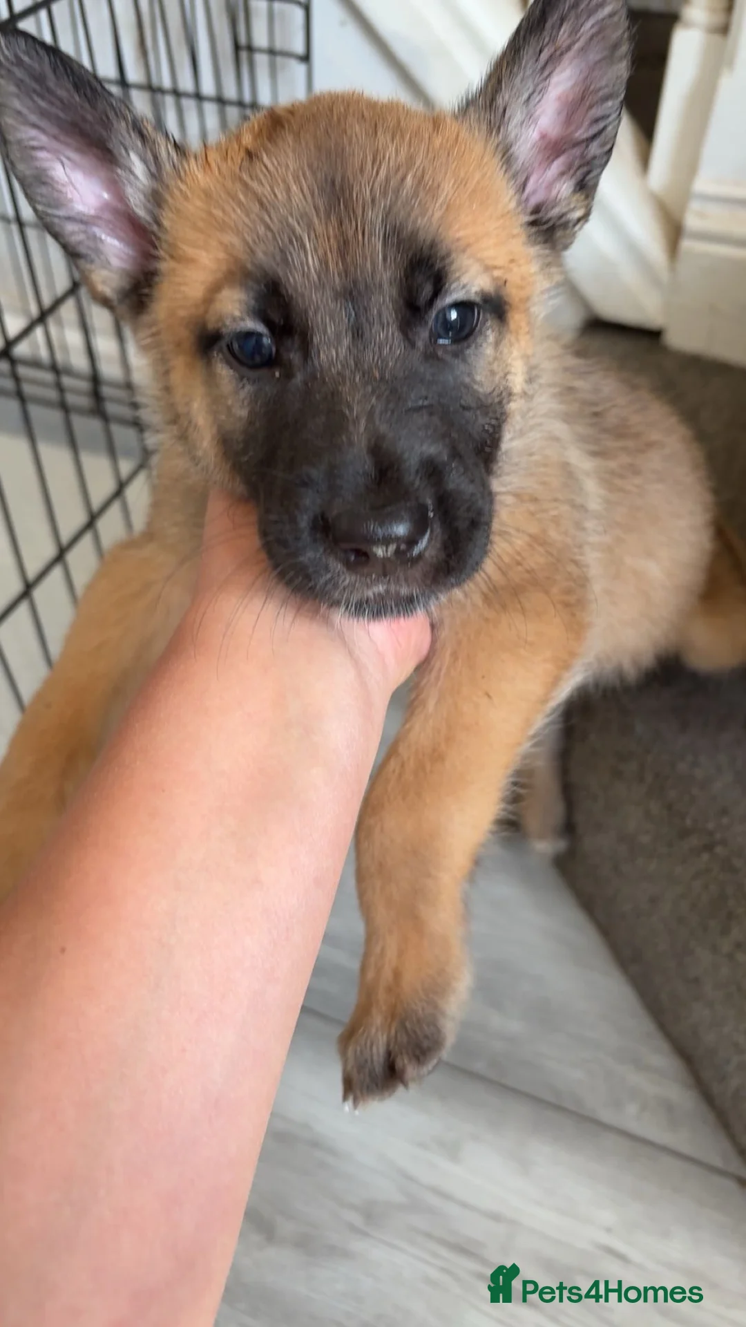 Mixed Breed dogs for sale: Belgium malanois - Advert 5