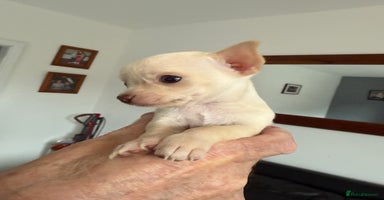 Chihuahua dogs - Advert 1