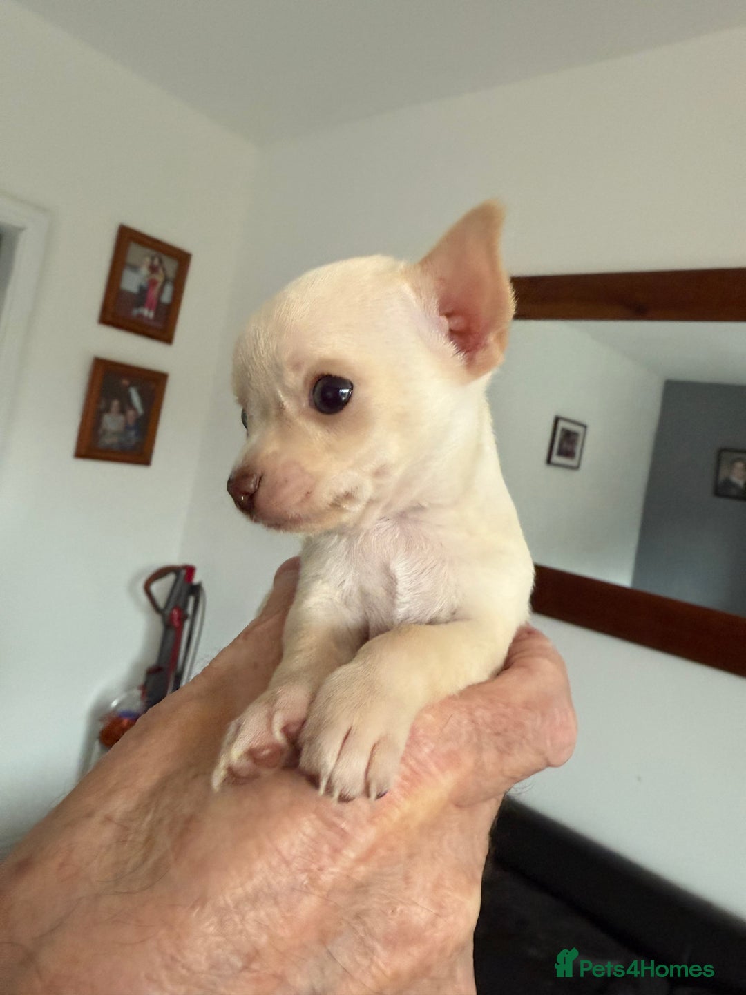 Chihuahua dogs for sale: Kc registered white chihuahua boy. - Image 2