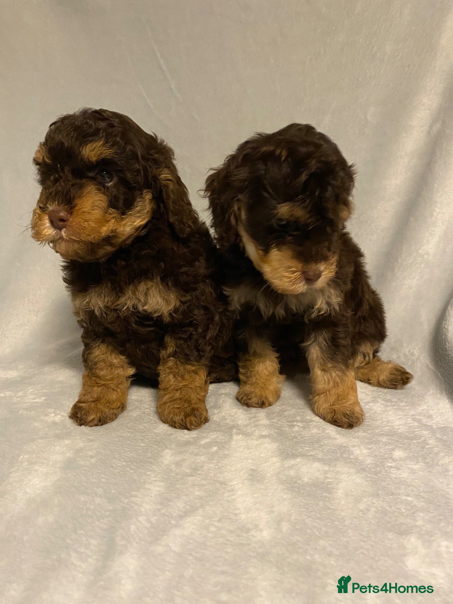 Cockapoo dogs F1b mini cockapoos. Health tested.  hols honoured  - Advert 2