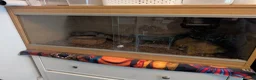 Python Snake reptiles for sale: Pewter Royal + 3 ft viv and equipment. in Chelmsford - Advert 4