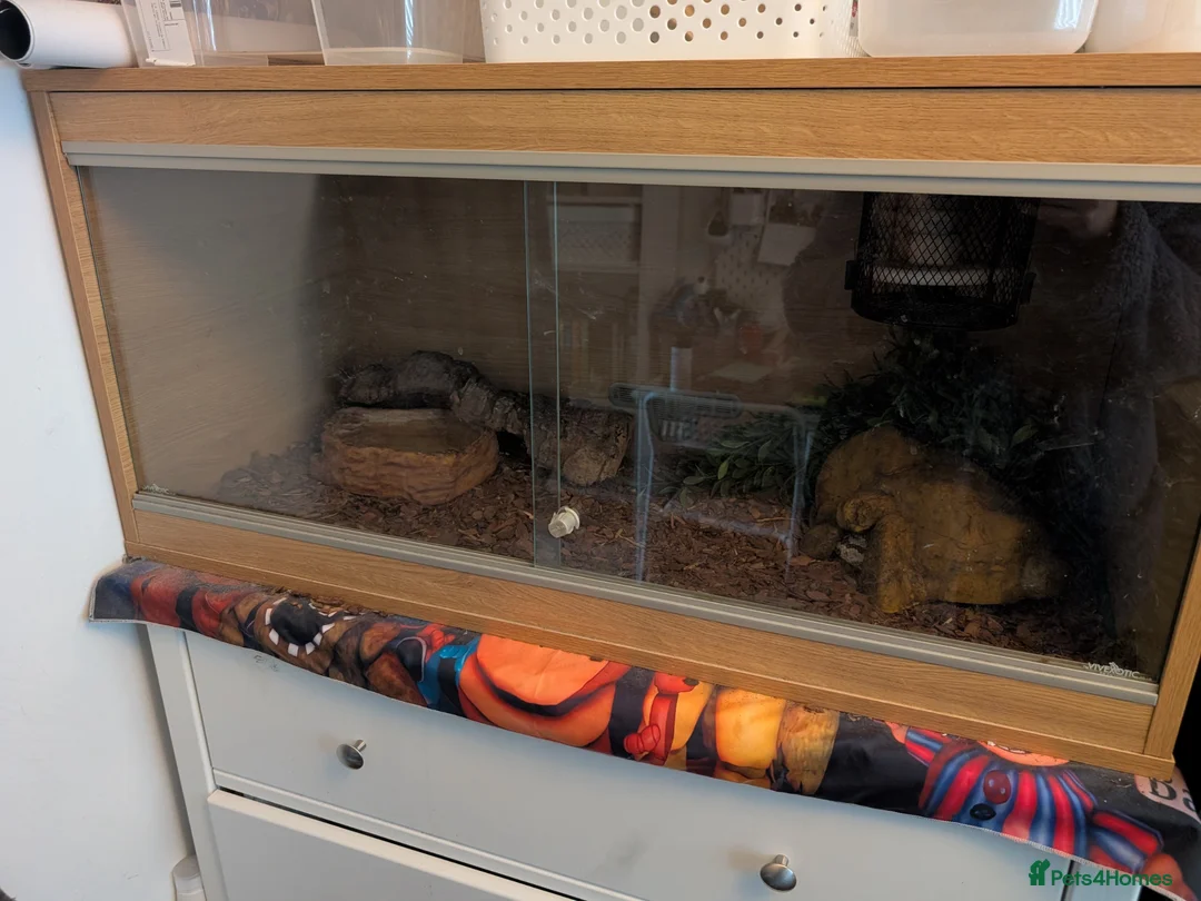 Python Snake reptiles for sale: Pewter Royal + 3 ft viv and equipment. in Chelmsford - Advert 4