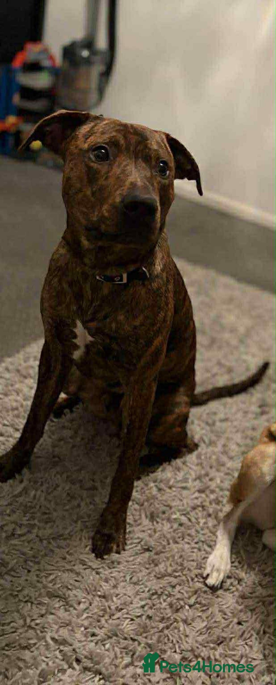 Mixed Breed dogs for sale: Looking for a loving home  - Advert 9