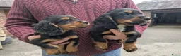 Cocker Spaniel dogs for sale: Black and Tan cocker Spaniel  - Advert 2