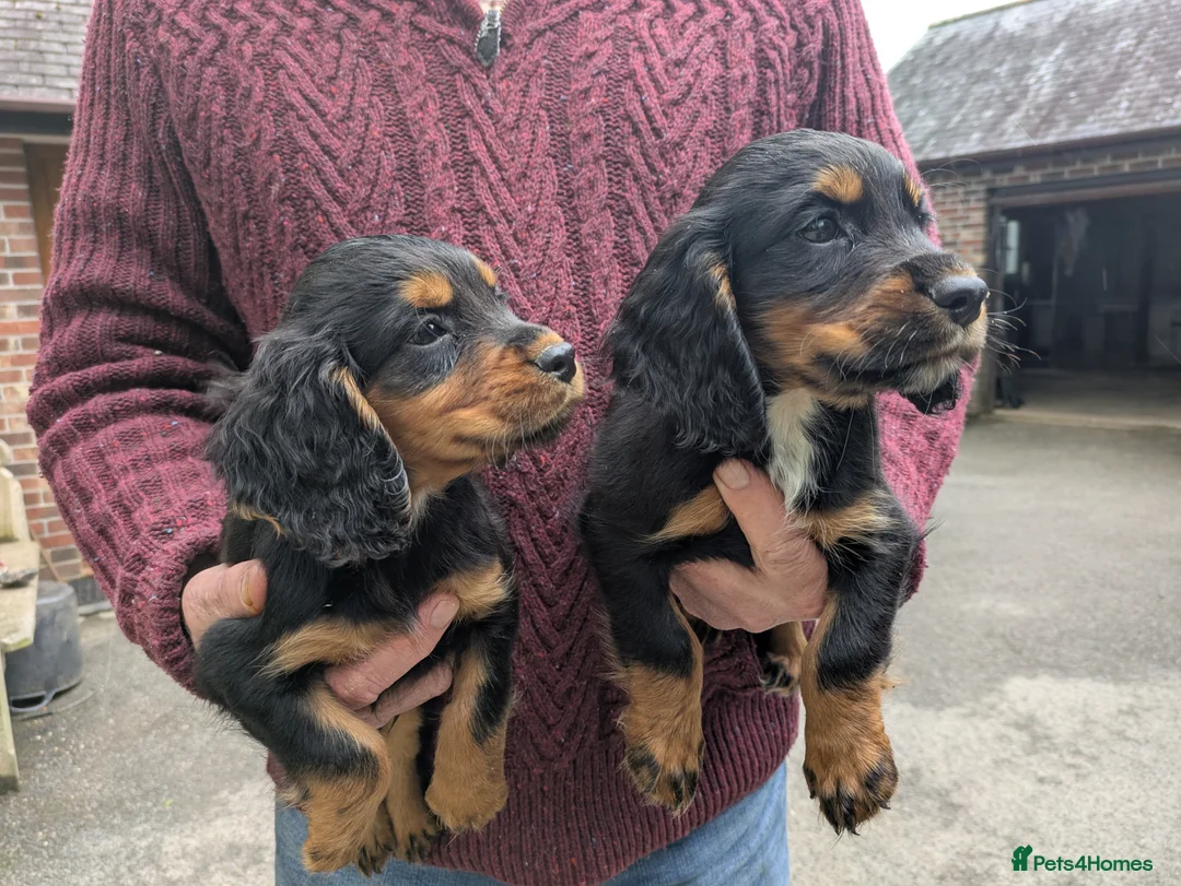Cocker Spaniel dogs for sale: Black and Tan cocker Spaniel  - Advert 2