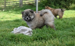 Chow Chow dogs for sale: Genuine Teddy Bear Chowski Puppies - Image 19