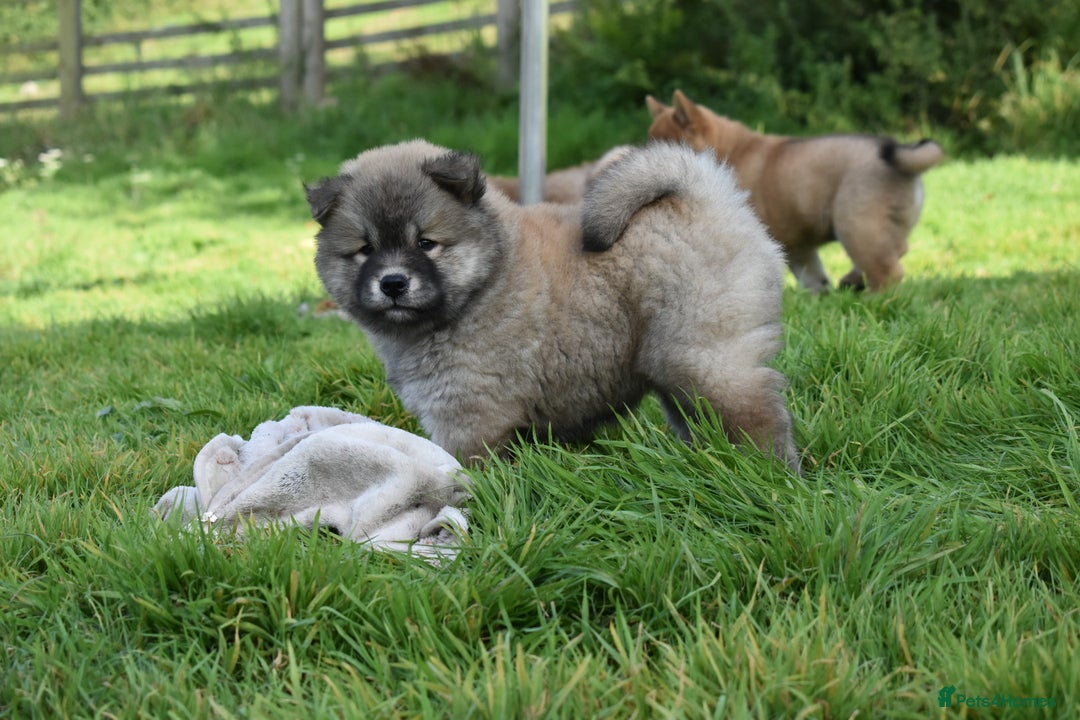 Chow Chow dogs for sale: Genuine Teddy Bear Chowski Puppies - Image 19