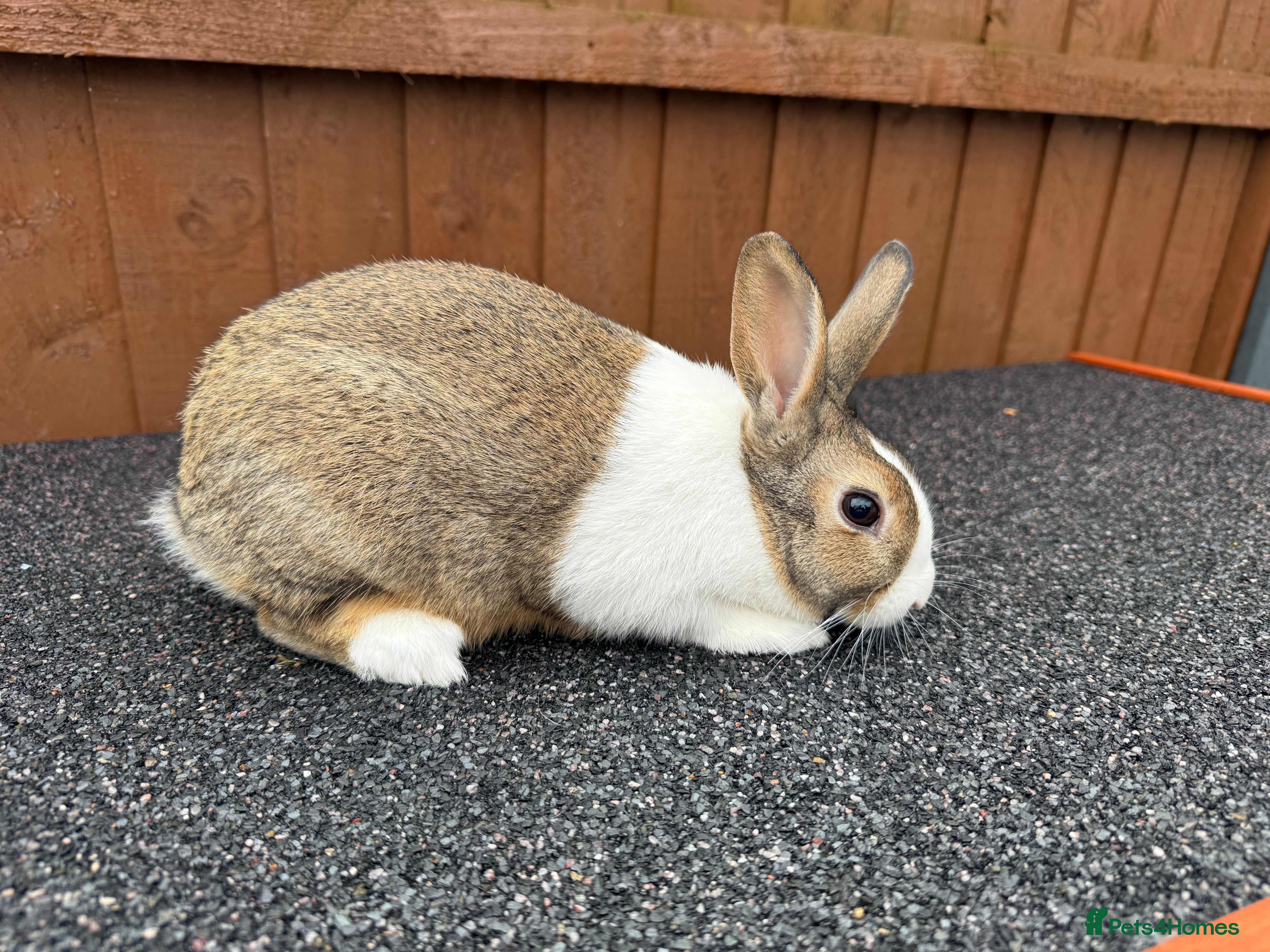 Dutch rabbits Baby Dutch Rabbit For Sale - Advert 3