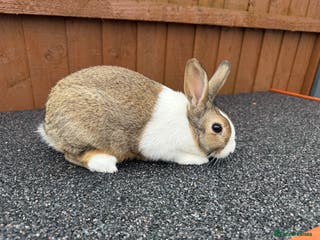 Dutch rabbits Baby Dutch Rabbit For Sale - Advert 12