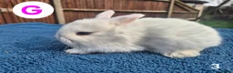 Mini Lop rabbits for sale: 3 x litters of gorgeous mini lop babies - Advert 6