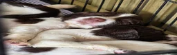 English Springer Spaniel dogs for sale: English springer spaniel puppies - Advert 6