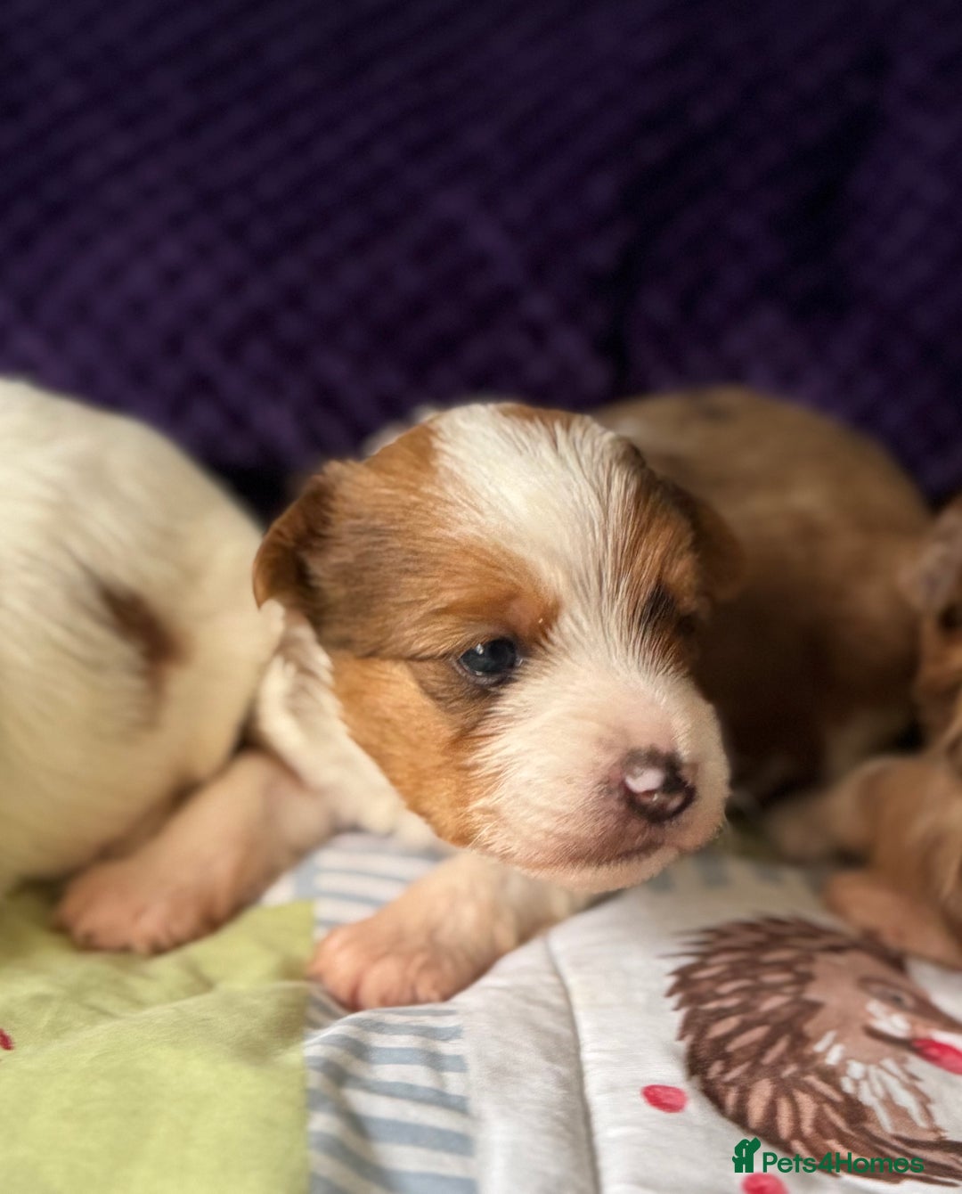 Yorkshire Terrier dogs for sale: Adorable Health Tested Coloured Yorkies (Biewer)  - Advert 6