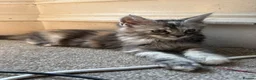 Maine Coon cats for sale: Beautiful Pedigree Maine Coon Kittens  - Advert 7