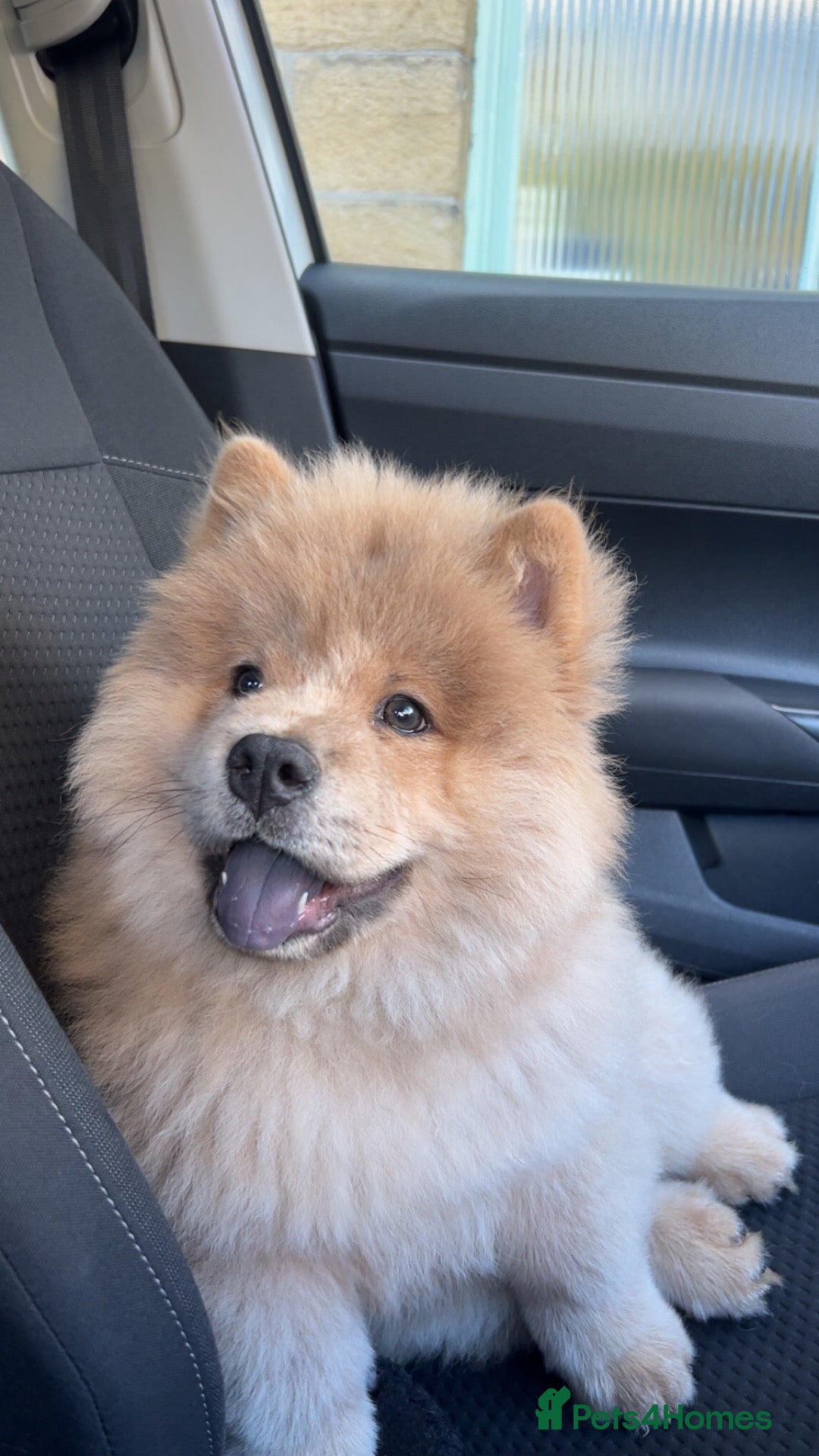 Chow Chow dogs Ready to Leave! 4 Beautiful Chow Chows 💙🩷 - Advert 2