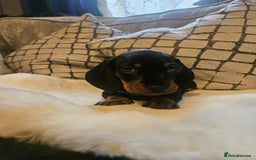Miniature Dachshund dogs for sale: Exceptional pedigree miniature Dachshunds  - Image 3