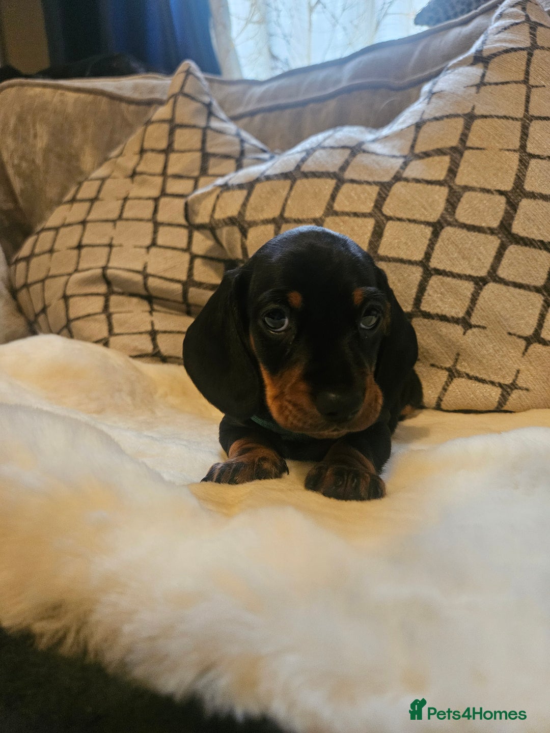 Miniature Dachshund dogs for sale: Exceptional pedigree miniature Dachshunds  - Image 3