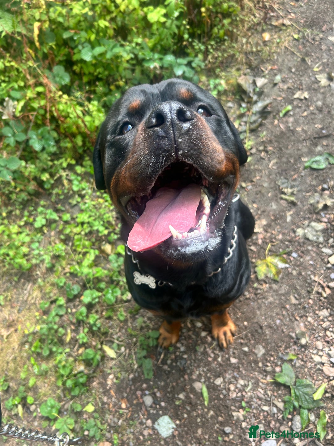 Rottweiler dogs for stud: Pablo in Birmingham - Advert 7