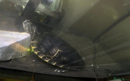 Turtle reptiles for sale: Cooters Turtle - Advert 1