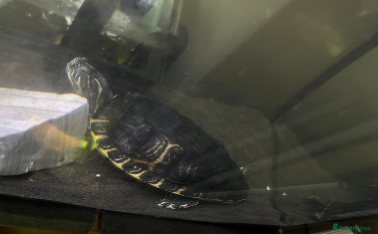 Turtle reptiles Cooters Turtle - Advert 1