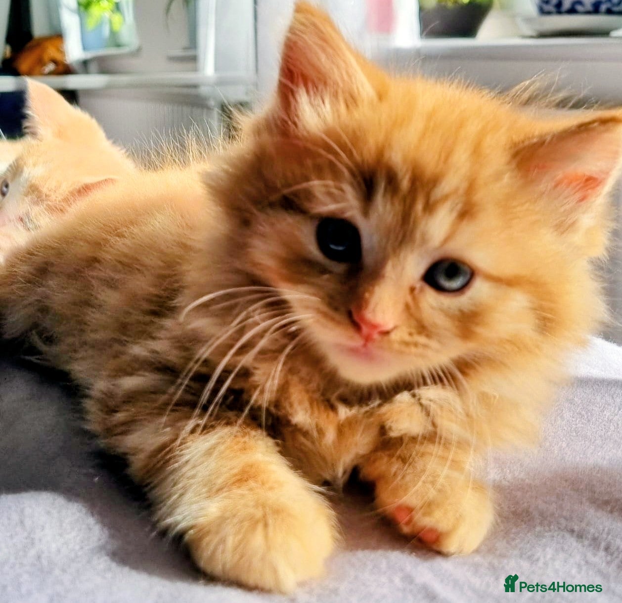 Domestic Shorthair cats Lovely kittens short and longhair  - Advert 1