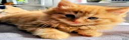 Domestic Shorthair cats for sale: Lovely kittens short and longhair  - Advert 11