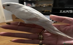 Budgerigars birds for sale: Young Female Budgie & Cage - Image 2