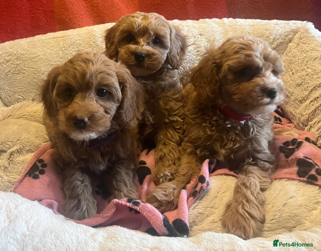 Cavapoochon dogs for sale: Cavapoochon p - Advert 12