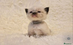 Ragdoll cats for sale: Fluffdoll Ragdoll Kittens 🥰 - Image 2