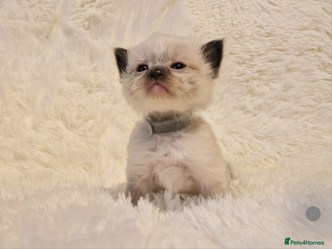Ragdoll cats for sale: Fluffdoll Ragdoll Kittens 🥰 - Image 2