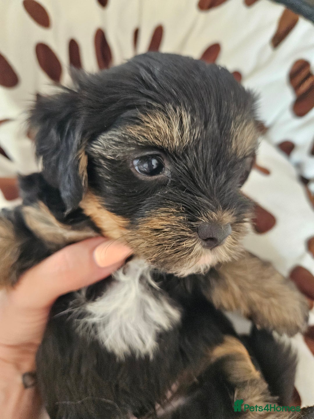 Yorkshire Terrier dogs for sale: DNA TESTED Father - Yorkshire Terrier puppies  - Image 21