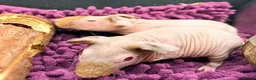 Guinea Pig rodents for sale: Pair of Boy Skinny Pigs - Advert 4