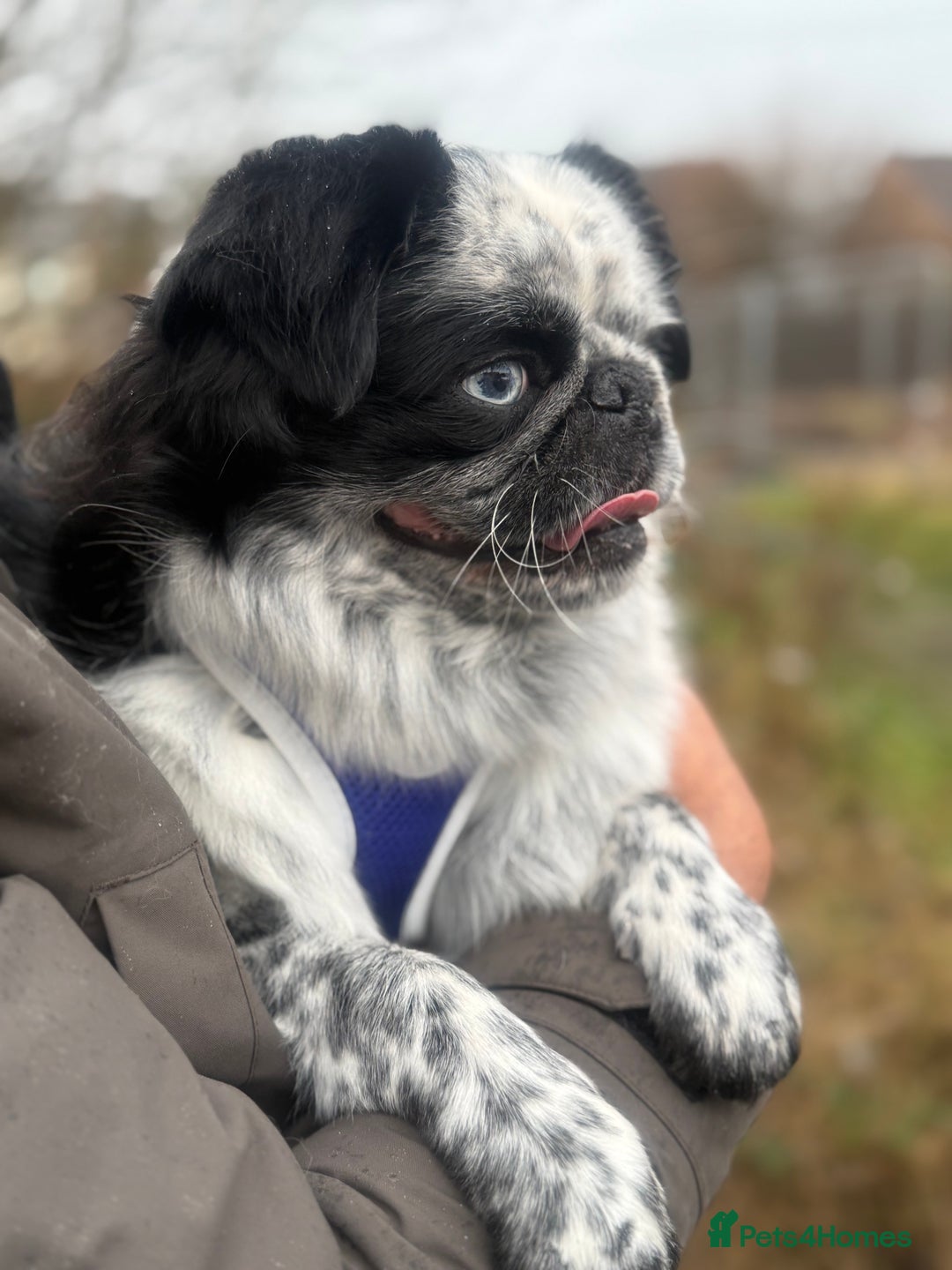 Pug dogs for stud: Gorgeous one of a kind full fluffy panda pug! - Advert 9