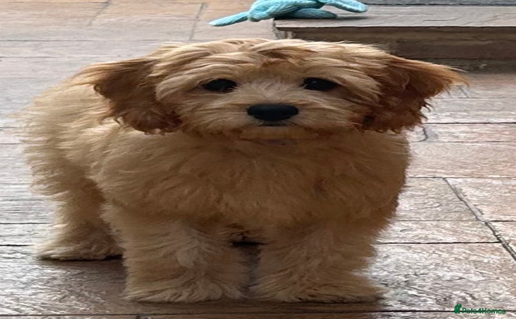Cavapoo dogs in Darlington - Advert 8