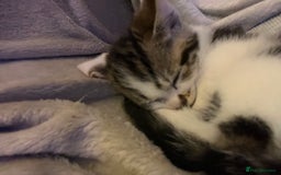 Domestic Shorthair cats for sale: 5 beautiful kittens for sale  - Image 7