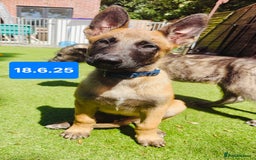 Belgian Shepherd Dog dogs for sale: KC Reg Belgian Shepherd Malinois pups for sale in Newport - Image 22