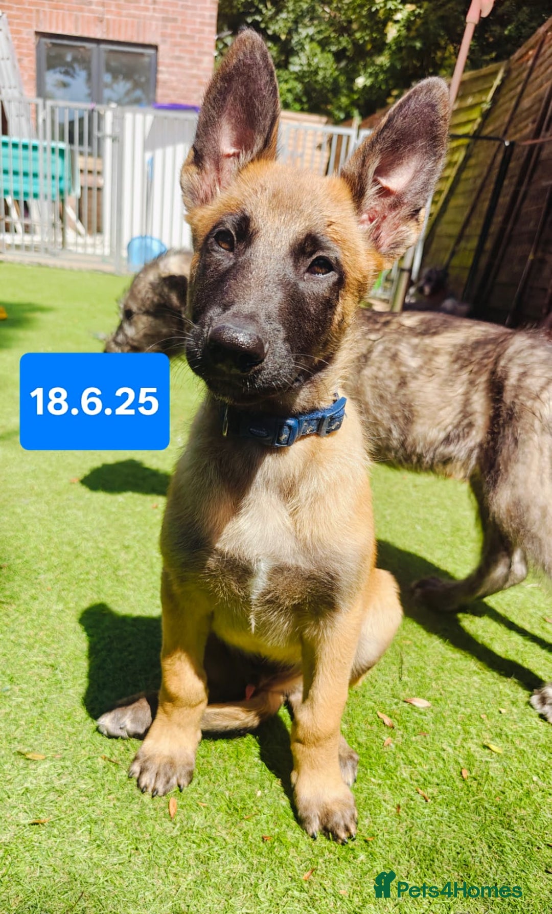 Belgian Shepherd Dog dogs for sale: KC Reg Belgian Shepherd Malinois pups for sale in Newport - Image 22